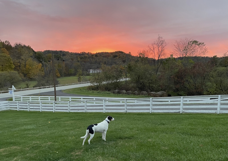 Carousel Slide 7: We can board and groom your pet