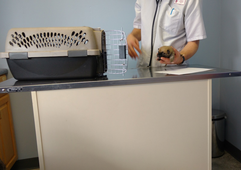 Carousel Slide 5: Puppy and Kitten Care