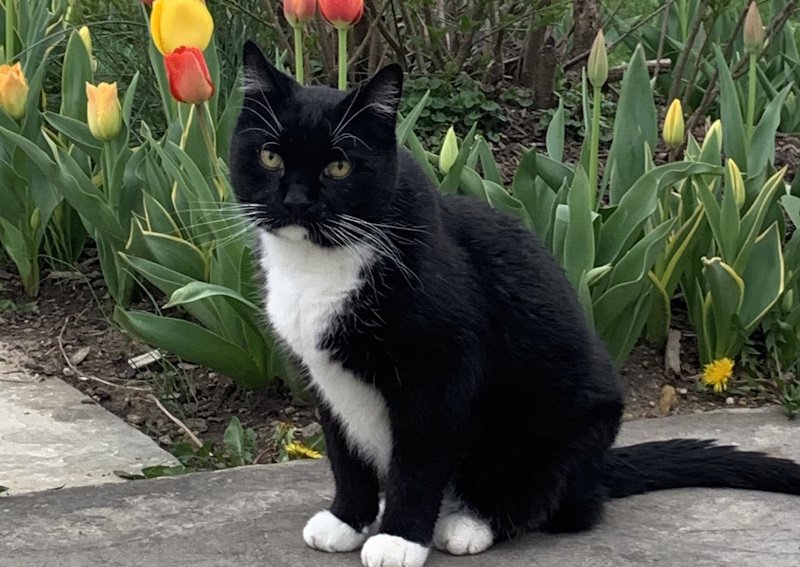 Carousel Slide 2: Preventative Care for your pet